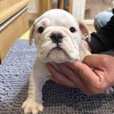 ♀︎ブルドッグ