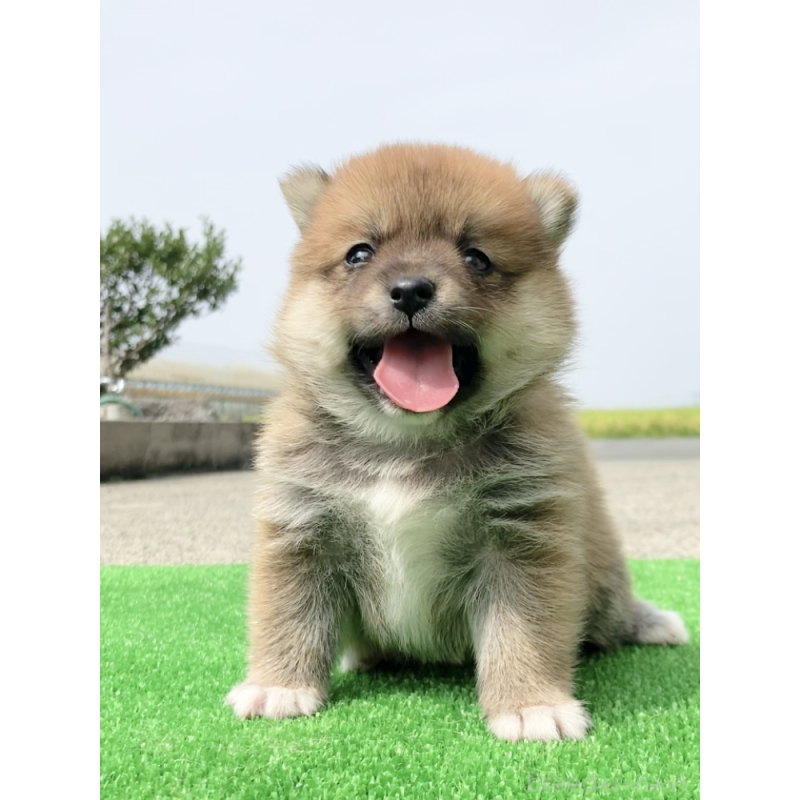 犬舎紹介の熊本県の犬舎紹介-5444の3枚目