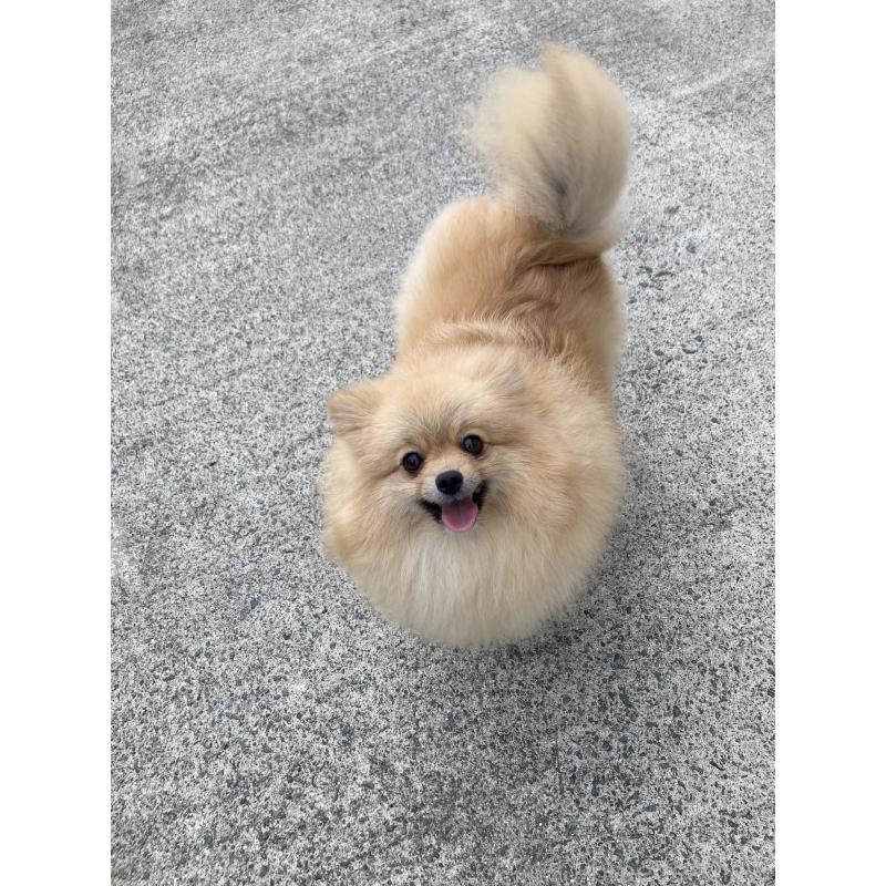 犬舎紹介の熊本県の犬舎紹介-5444の4枚目