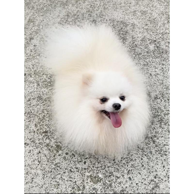 犬舎紹介の熊本県の犬舎紹介-5444の5枚目