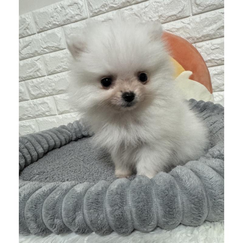 販売中の埼玉県のポメラニアン-445201の4枚目