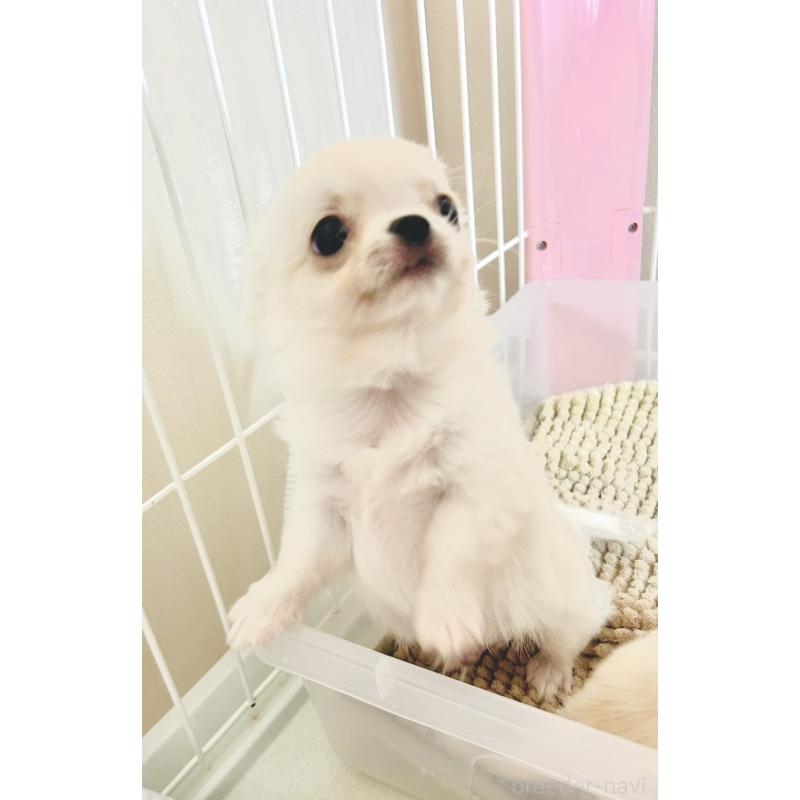 成約済の愛知県のチワワ(ロングコート)-445975の4枚目