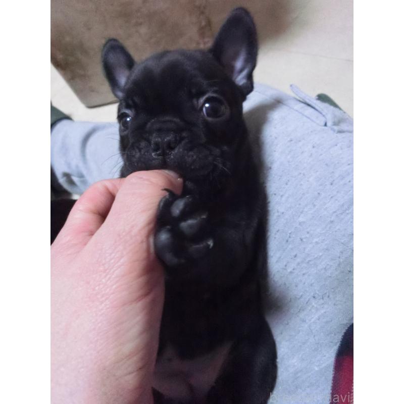 販売中の兵庫県のフレンチブルドッグ-447055の12枚目