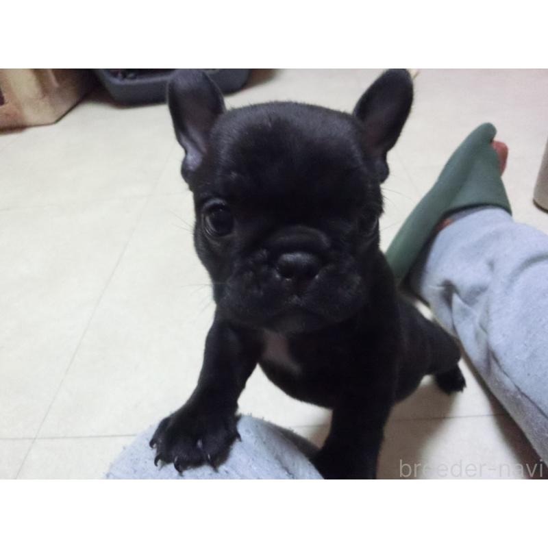 販売中の兵庫県のフレンチブルドッグ-447055の11枚目