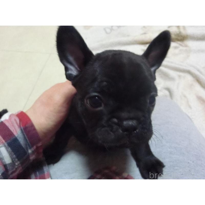 販売中の兵庫県のフレンチブルドッグ-447055の10枚目