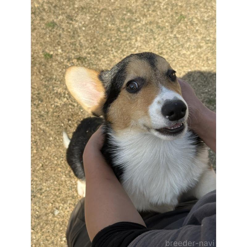 販売中の静岡県のウェルシュコーギーペンブローク-441570の7枚目