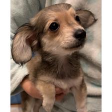 ♀︎チワックス:チワワ×ミニチュアダックスフンド