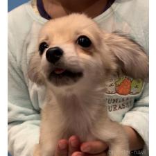 ♀︎チワックス:チワワ×ミニチュアダックスフンド