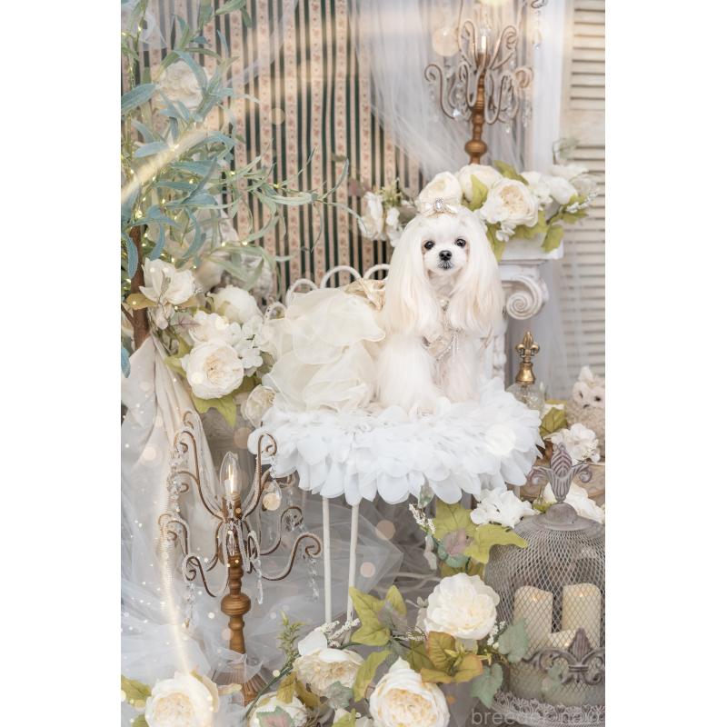 犬舎紹介の埼玉県の犬舎紹介-3798の5枚目