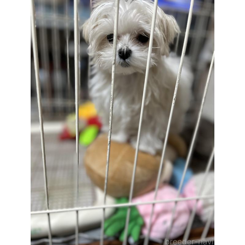 販売中の奈良県のマルチーズ-435743の5枚目