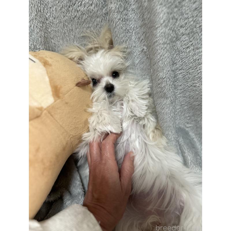 販売中の奈良県のマルチーズ-435743の3枚目