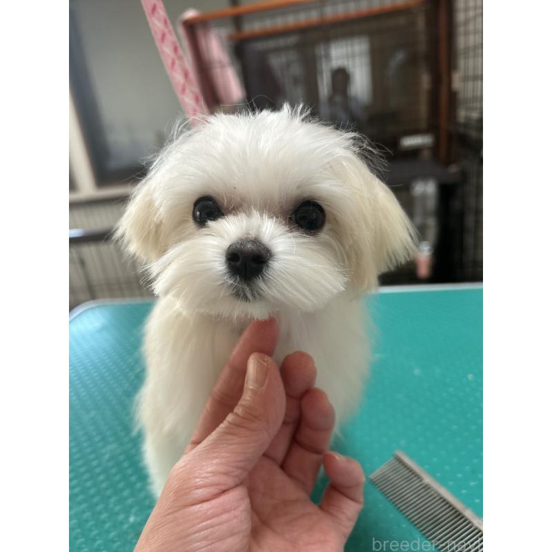 販売中の奈良県のマルチーズ-435743の2枚目