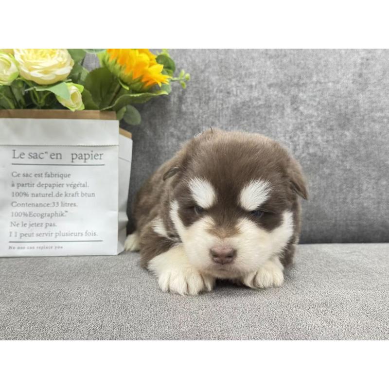 商談中の茨城県のアラスカンマラミュート-446267の4枚目