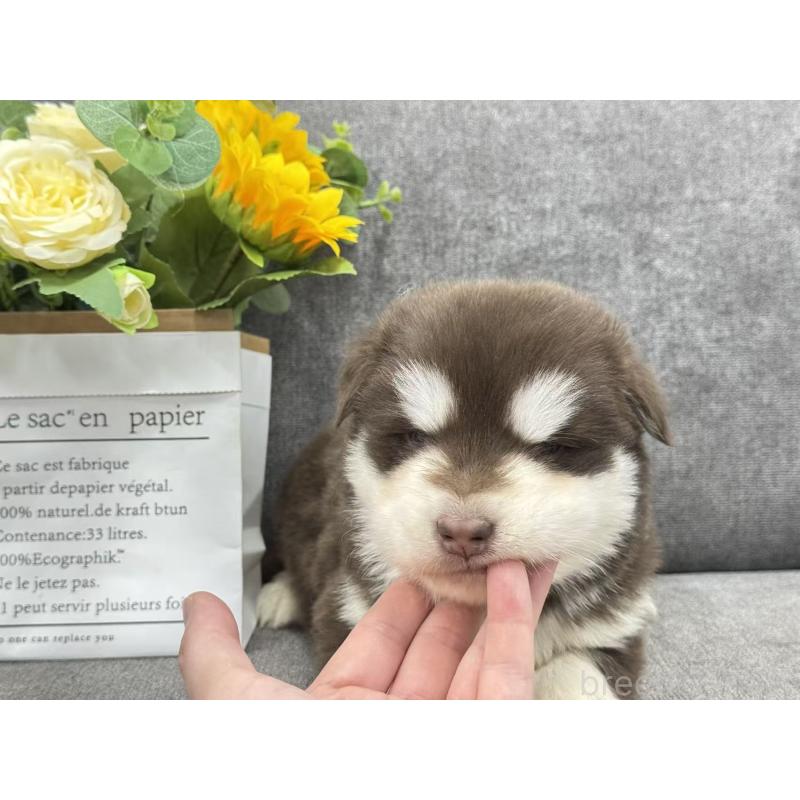 商談中の茨城県のアラスカンマラミュート-446267の2枚目