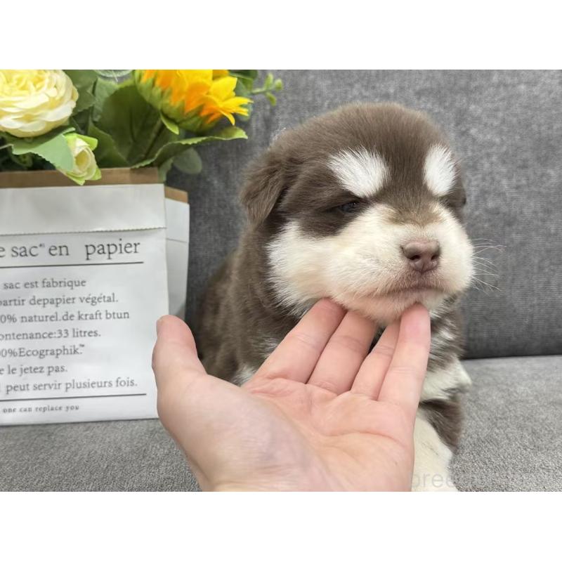 商談中の茨城県のアラスカンマラミュート-446267の3枚目