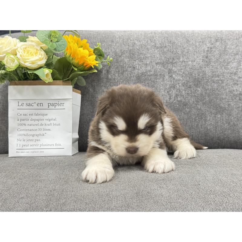 商談中の茨城県のアラスカンマラミュート-446269の4枚目