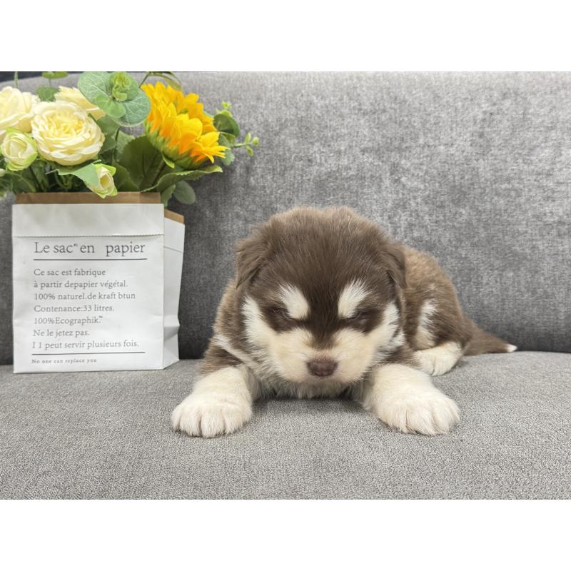 商談中の茨城県のアラスカンマラミュート-446269の3枚目