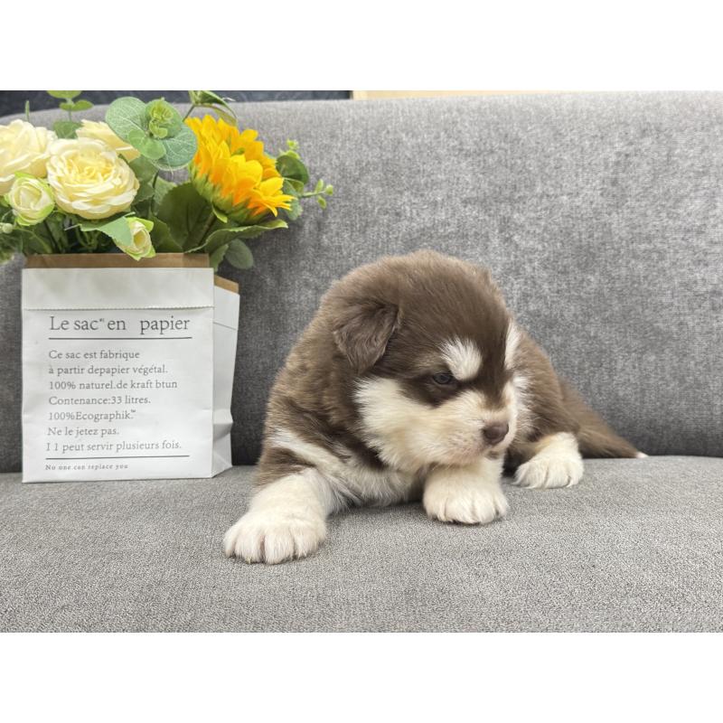 商談中の茨城県のアラスカンマラミュート-446269の2枚目