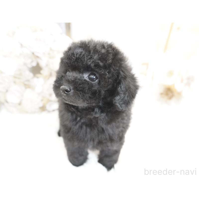 販売中の大阪府のティーカッププードル-445974の11枚目