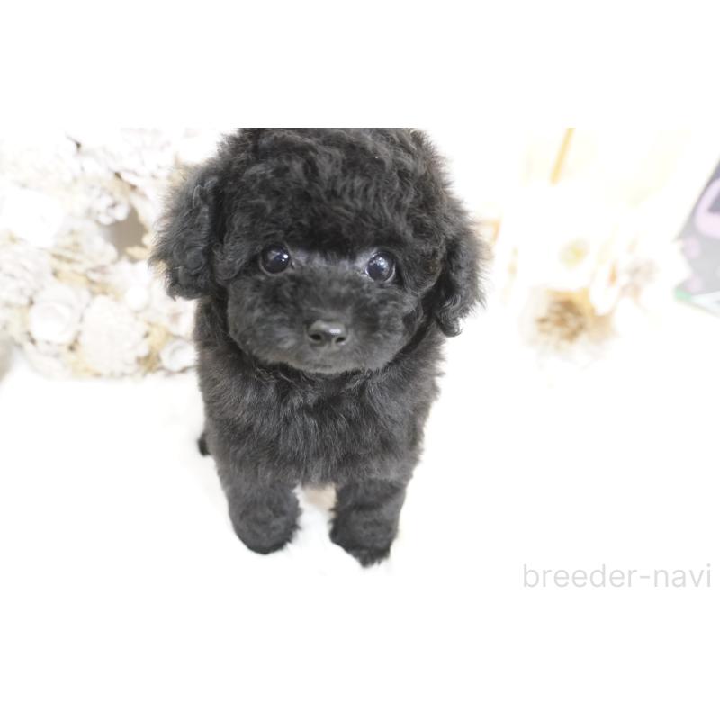 販売中の大阪府のティーカッププードル-445974の10枚目