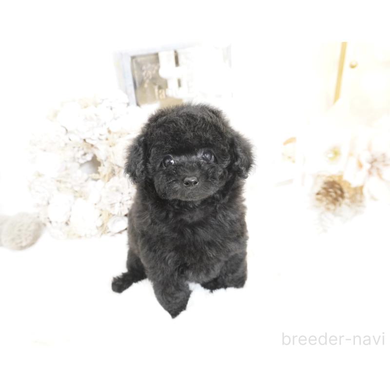 販売中の大阪府のティーカッププードル-445974の9枚目