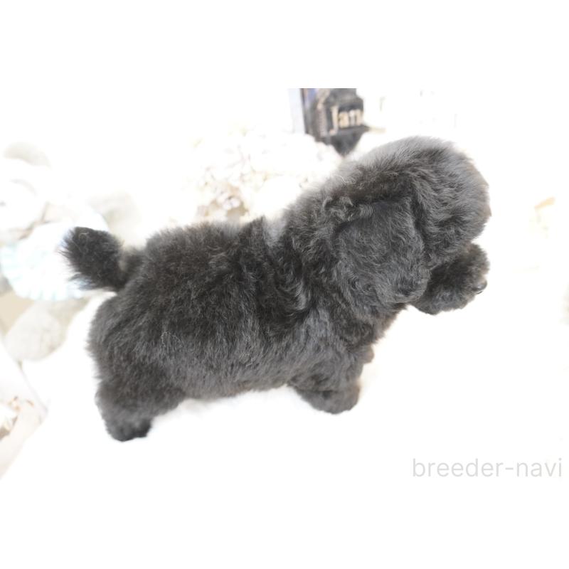 販売中の大阪府のティーカッププードル-445974の7枚目