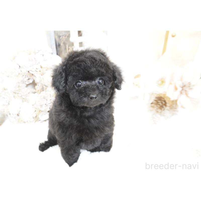 販売中の大阪府のティーカッププードル-445974の6枚目