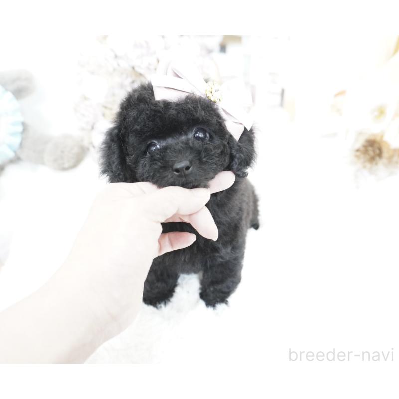 販売中の大阪府のティーカッププードル-445974の5枚目