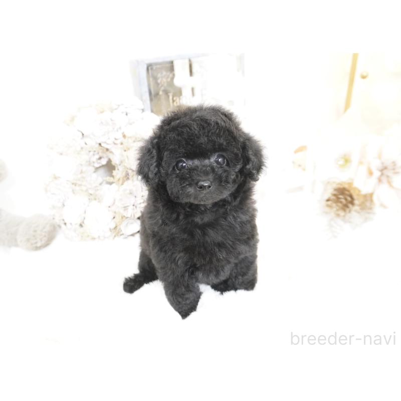 販売中の大阪府のティーカッププードル-445974の4枚目