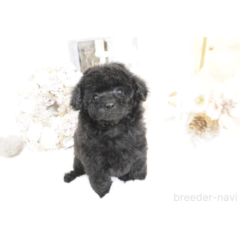 販売中の大阪府のティーカッププードル-445974の2枚目