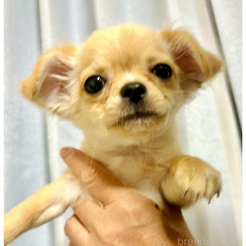 販売中の愛知県のチワワ(ロングコート)-441737の2枚目