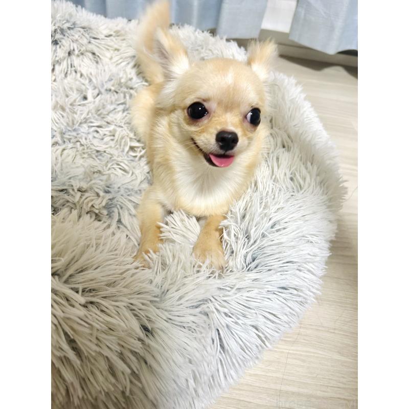 販売中の愛知県のチワワ(ロングコート)-417333の6枚目