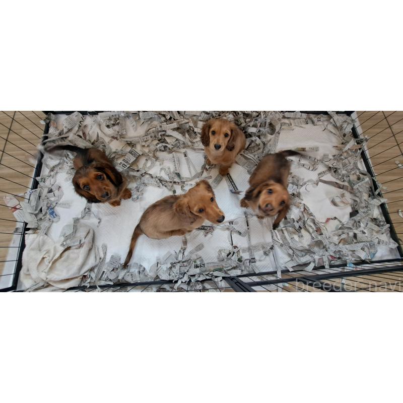 犬舎紹介の茨城県の犬舎紹介-5445の2枚目