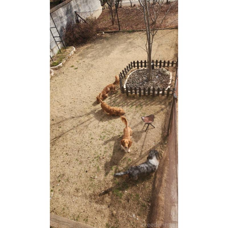 犬舎紹介の茨城県の犬舎紹介-5445の3枚目