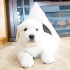 ♀︎ゴールデンレトリーバー