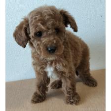 ♀︎ミニチュアプードル