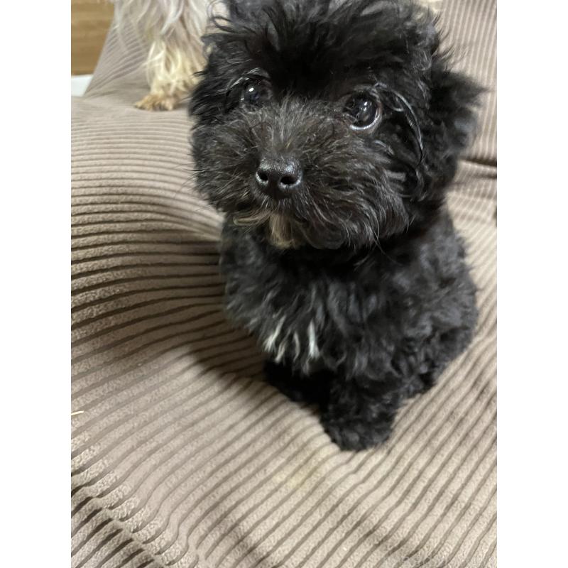 販売中の静岡県のヨープー:ヨークシャーテリア×トイプードル-438364