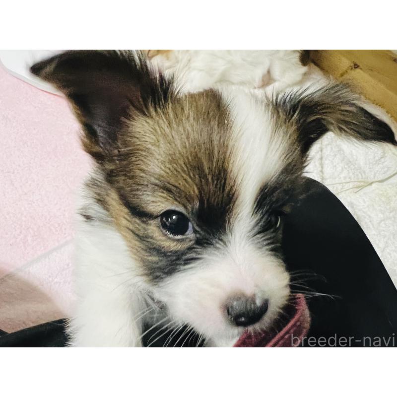 販売中の埼玉県のパピヨン-445038の3枚目