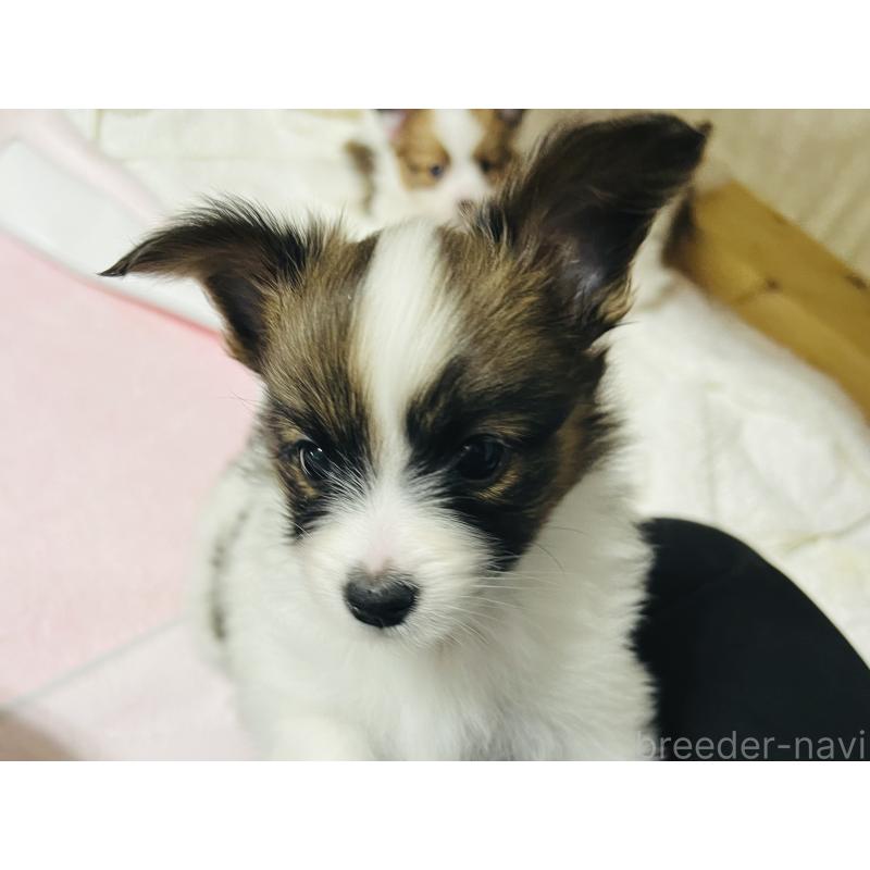 販売中の埼玉県のパピヨン-445038の2枚目