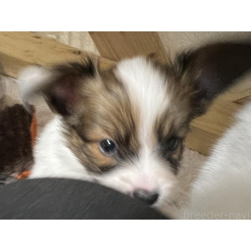 販売中の埼玉県のパピヨン-445037の3枚目