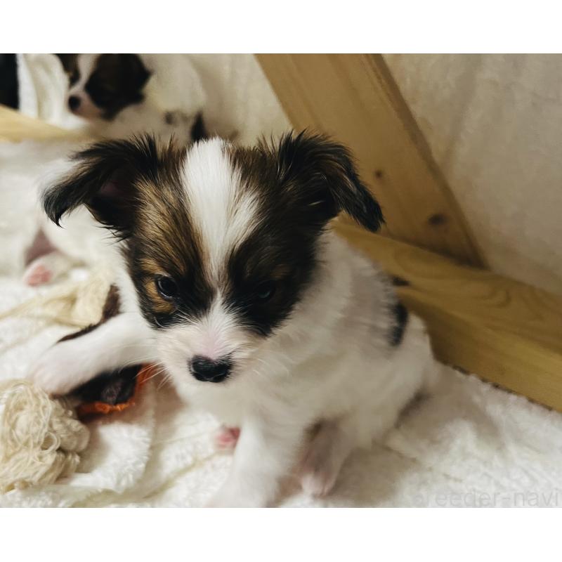 販売中の埼玉県のパピヨン-445037の2枚目