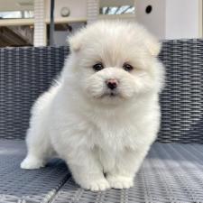 ♀︎ポメマル:ポメラニアン×マルチーズ