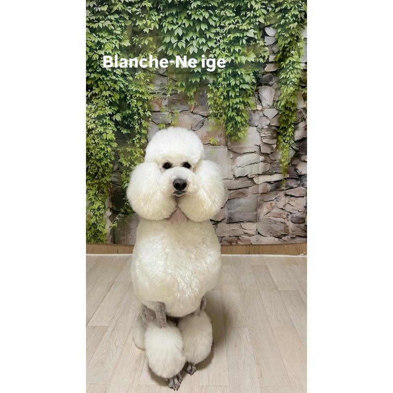 犬舎紹介の大阪府の犬舎紹介-5443の2枚目