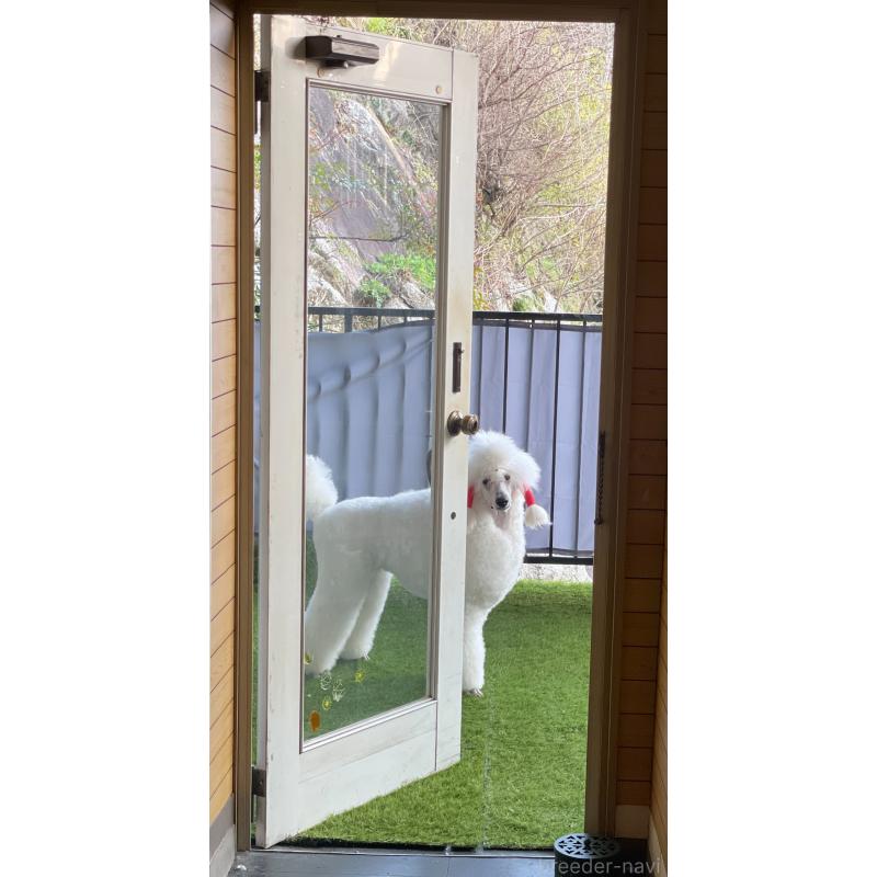 犬舎紹介の大阪府の犬舎紹介-5443の4枚目