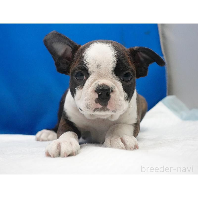 成約済の愛知県のボストンテリア-447144の11枚目