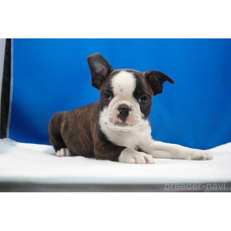 成約済の愛知県のボストンテリア-447144の10枚目