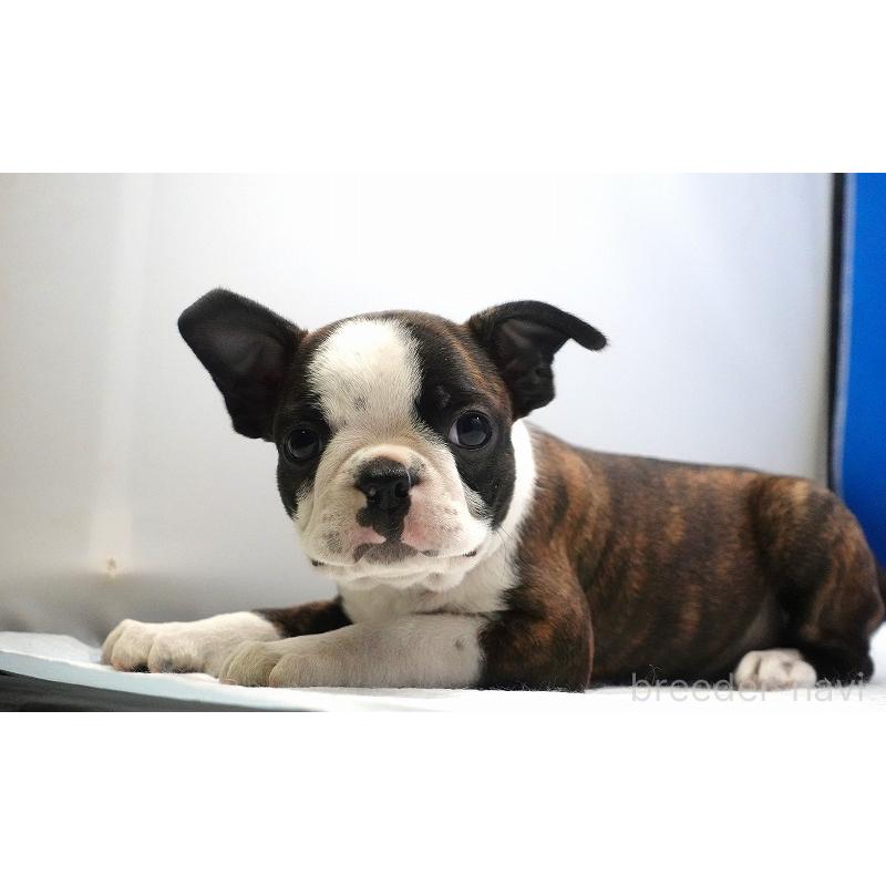 成約済の愛知県のボストンテリア-447144の9枚目