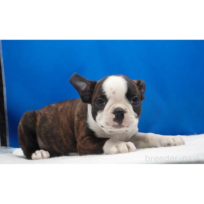 成約済の愛知県のボストンテリア-447144の8枚目