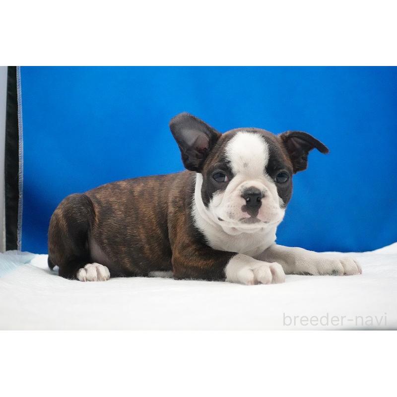 成約済の愛知県のボストンテリア-447144の7枚目