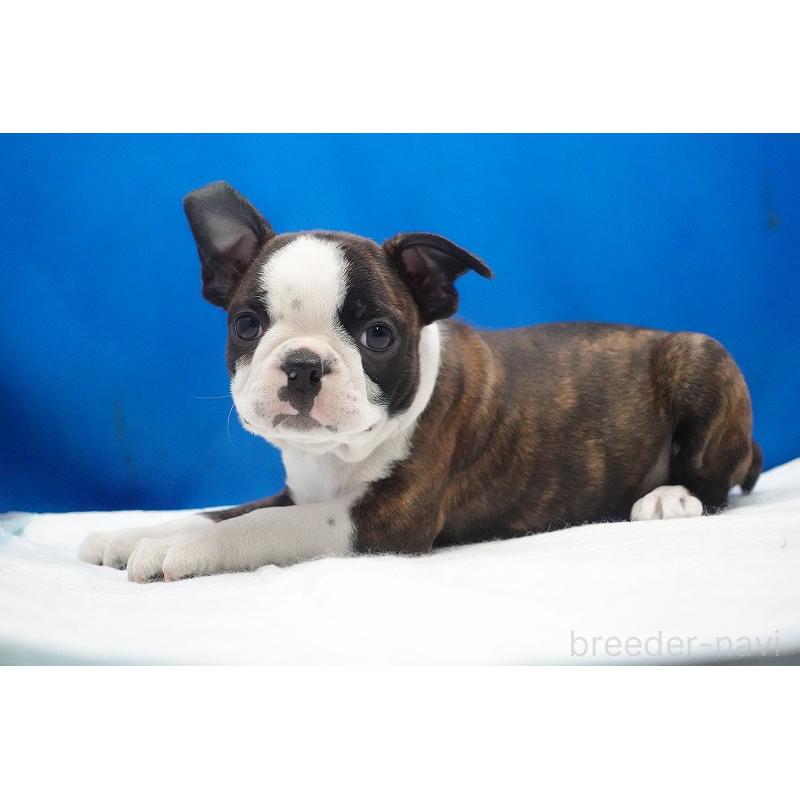 成約済の愛知県のボストンテリア-447144の5枚目